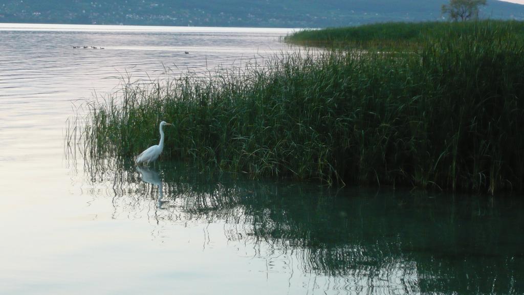 Balatonboglár Aranyhid Hotel מראה חיצוני תמונה